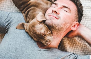 10 razões pelas quais você deve adotar um Pit Bull